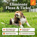 Dog scratching - Eliminate Fleas & Ticks